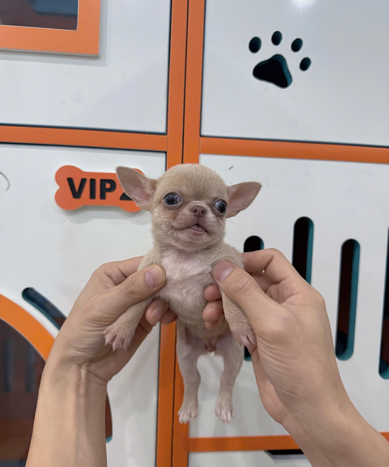 cho chihuahua mau lilac ma CH4314