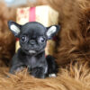 cho chihuahua mini mau den ma CH4427