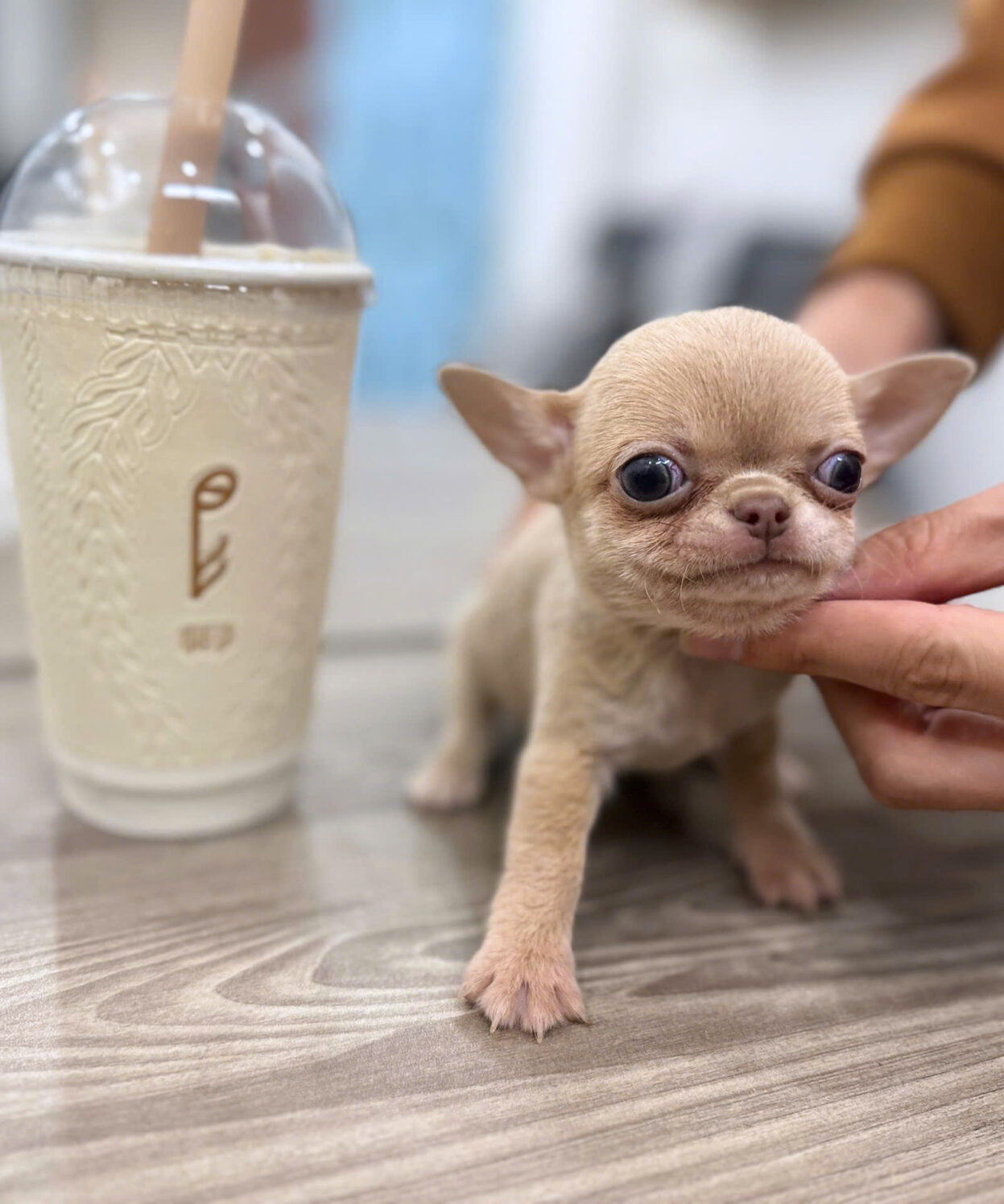 cho chihuahua teacup mau lilac ma CH4315