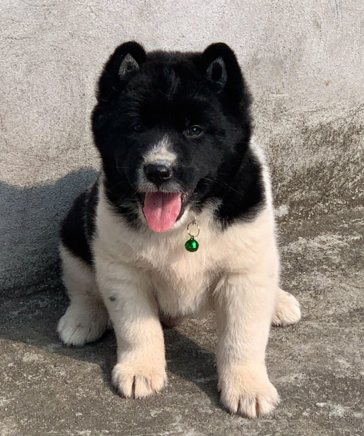 cho hmong coc bo sua ma MC4430