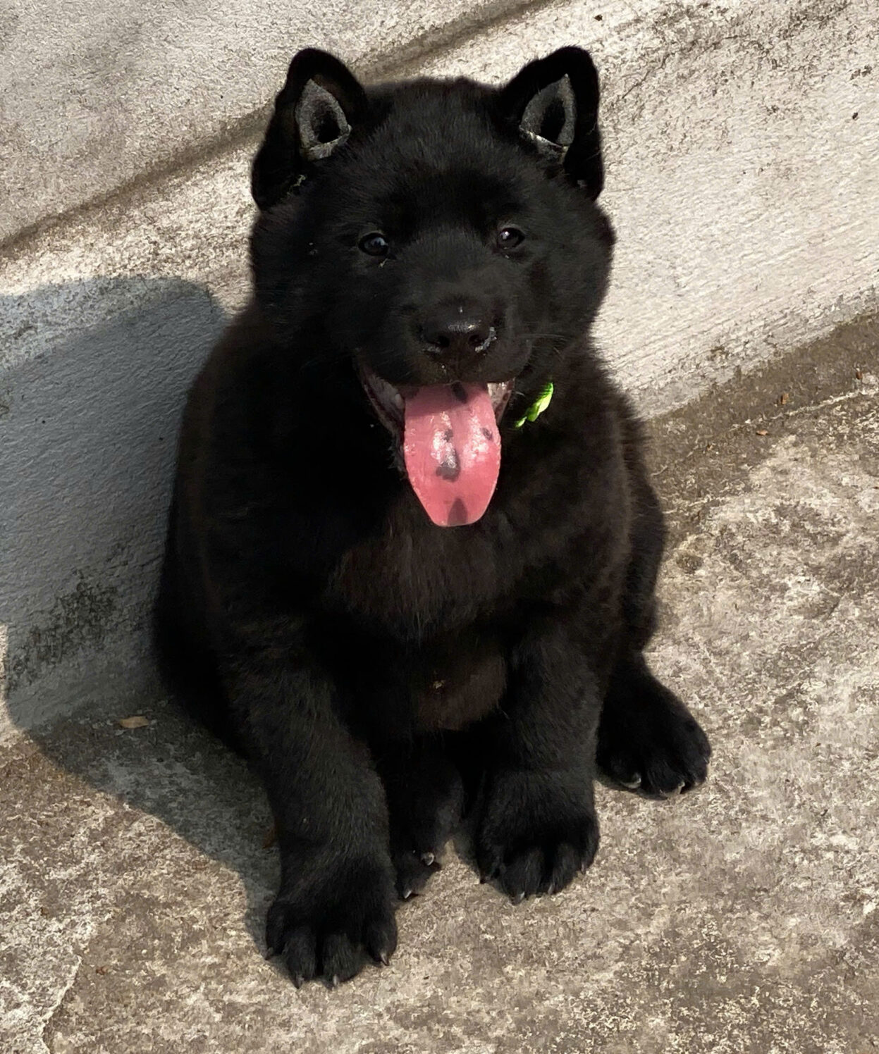 cho hmong coc mau den tuyen ma MC4431