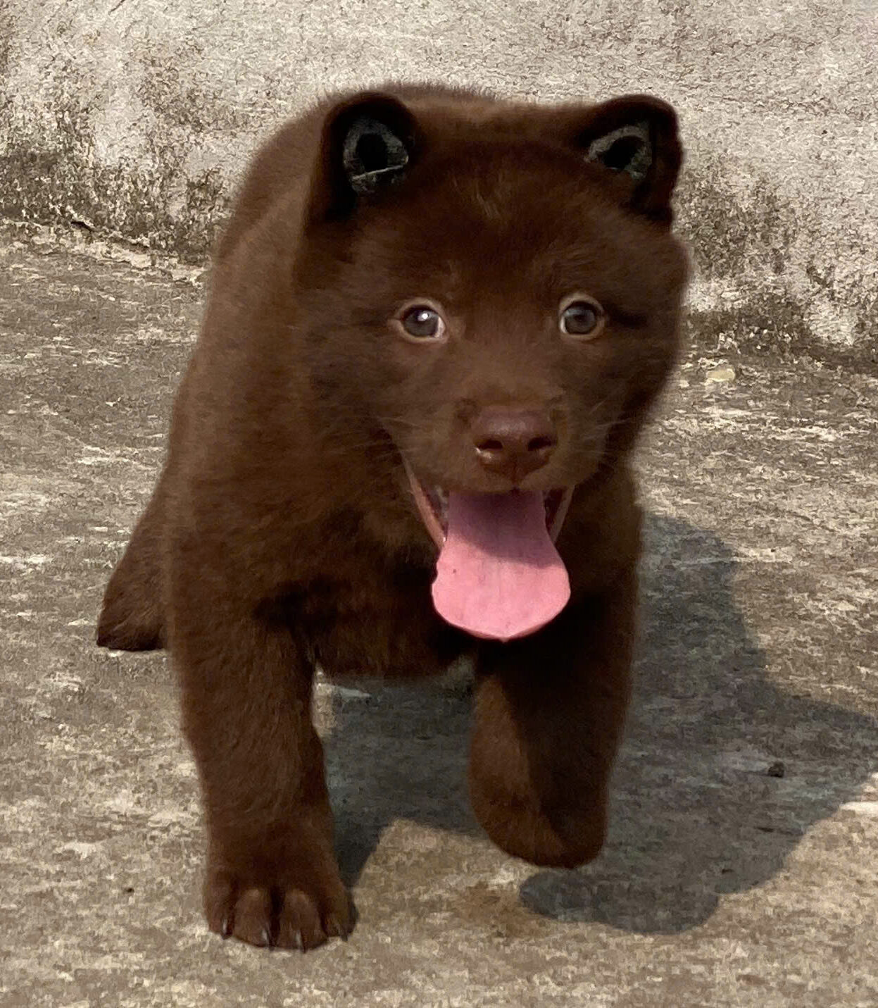 cho hong coc mau nau ma MC4429