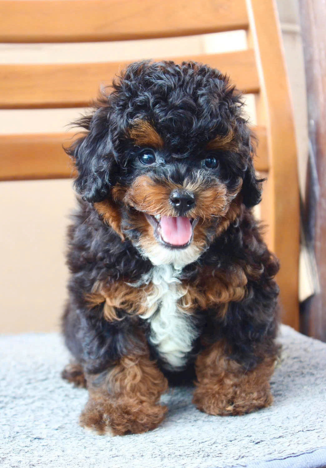 cho poodle mau blacktan ma PD4196