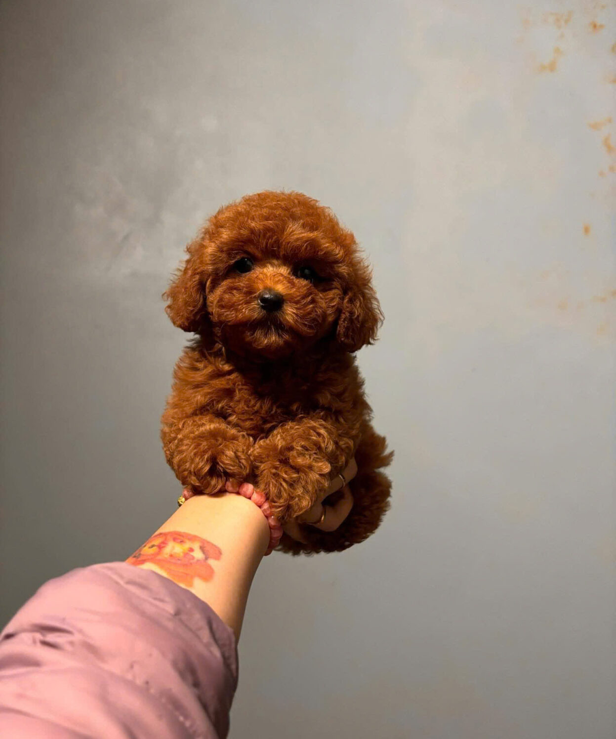 cho poodle nau do dam ma PD4195