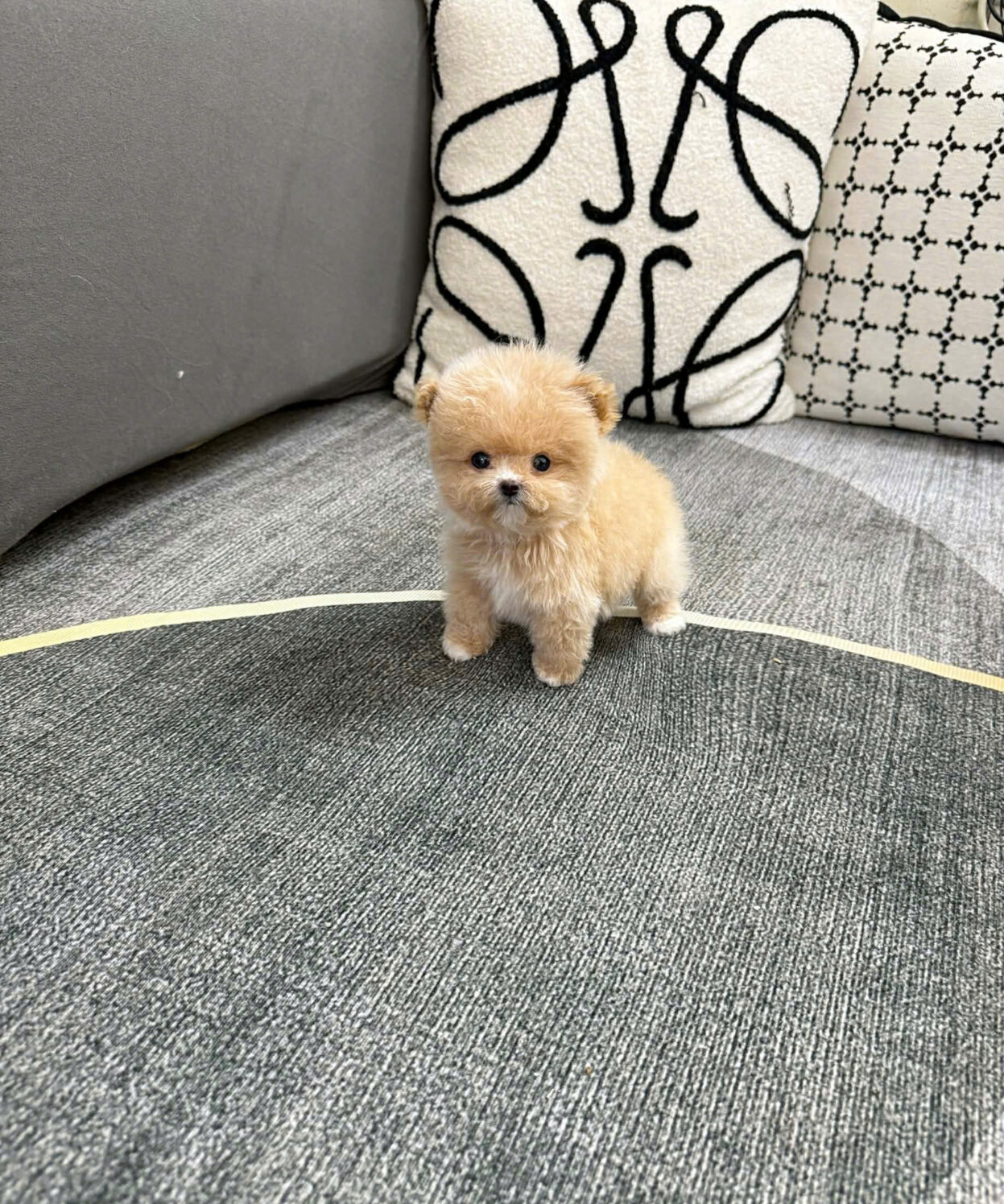cho poodle teacup mau vang mo ma PD4208