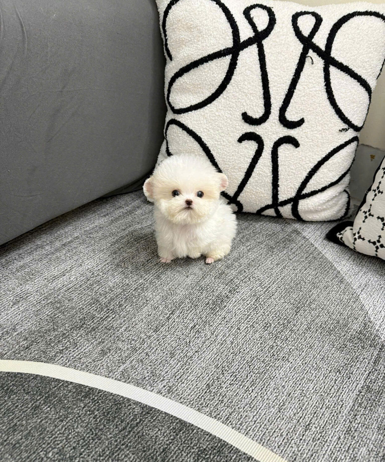 cho poodle teacup tai gau mau trang ma PD4213