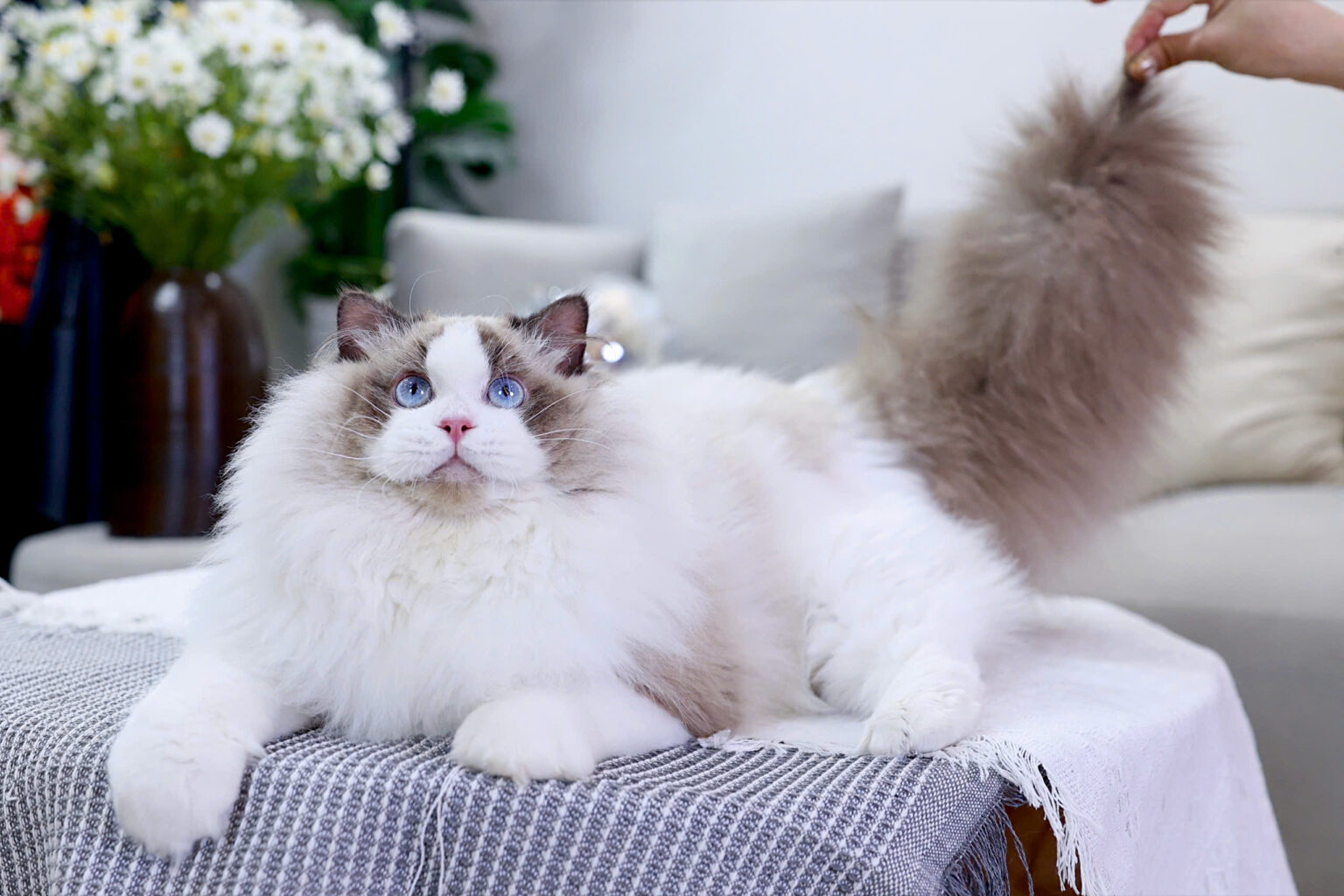 Mèo Ragdoll mã RD4187 - Pet House - Cửa hàng thú cưng và phụ kiện