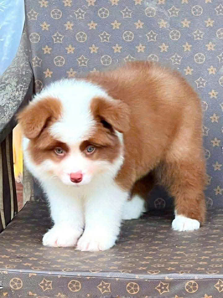 cho border collie mau nau ma BC4437