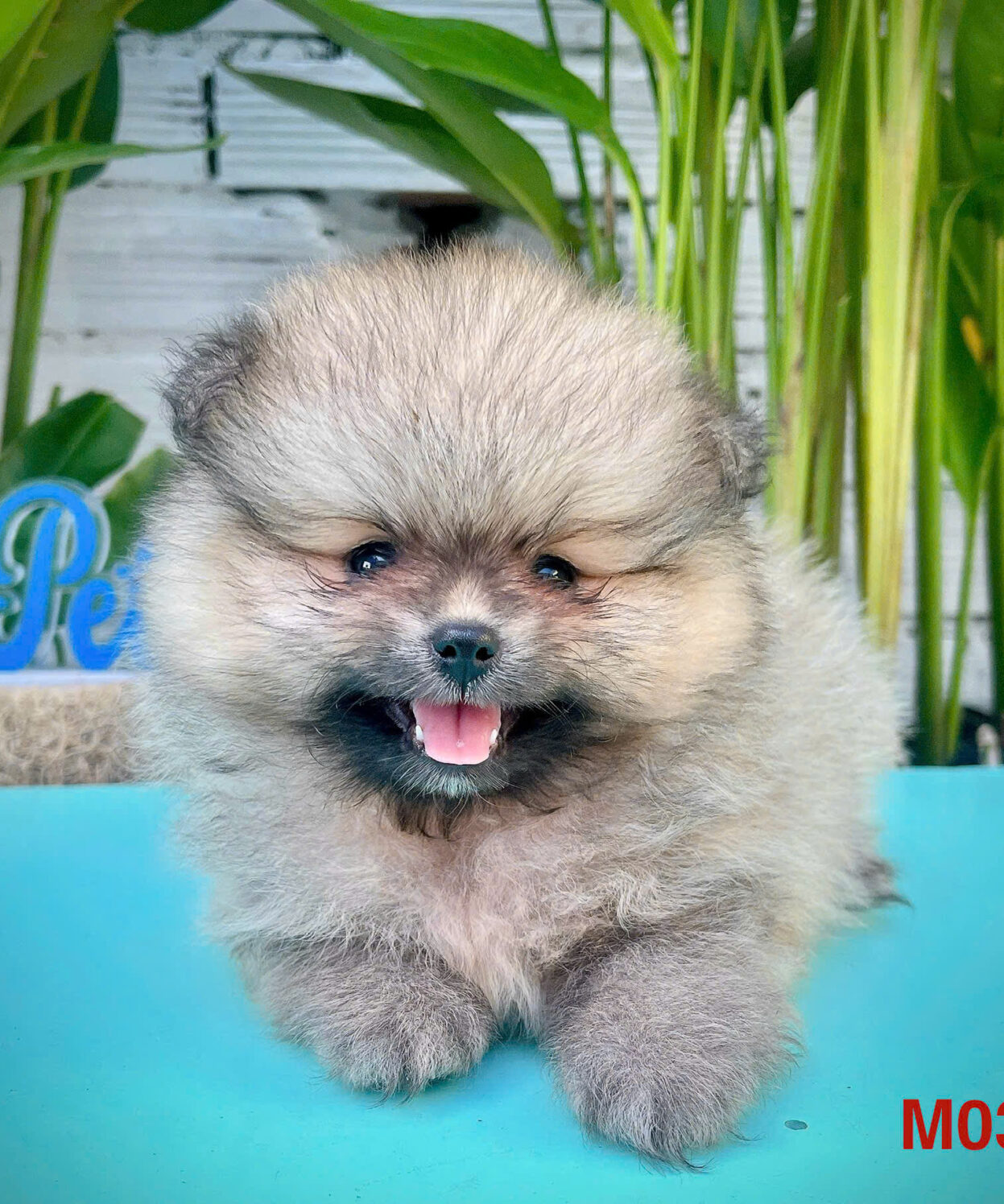 cho phoc soc mini mau vang cam ma PS4449