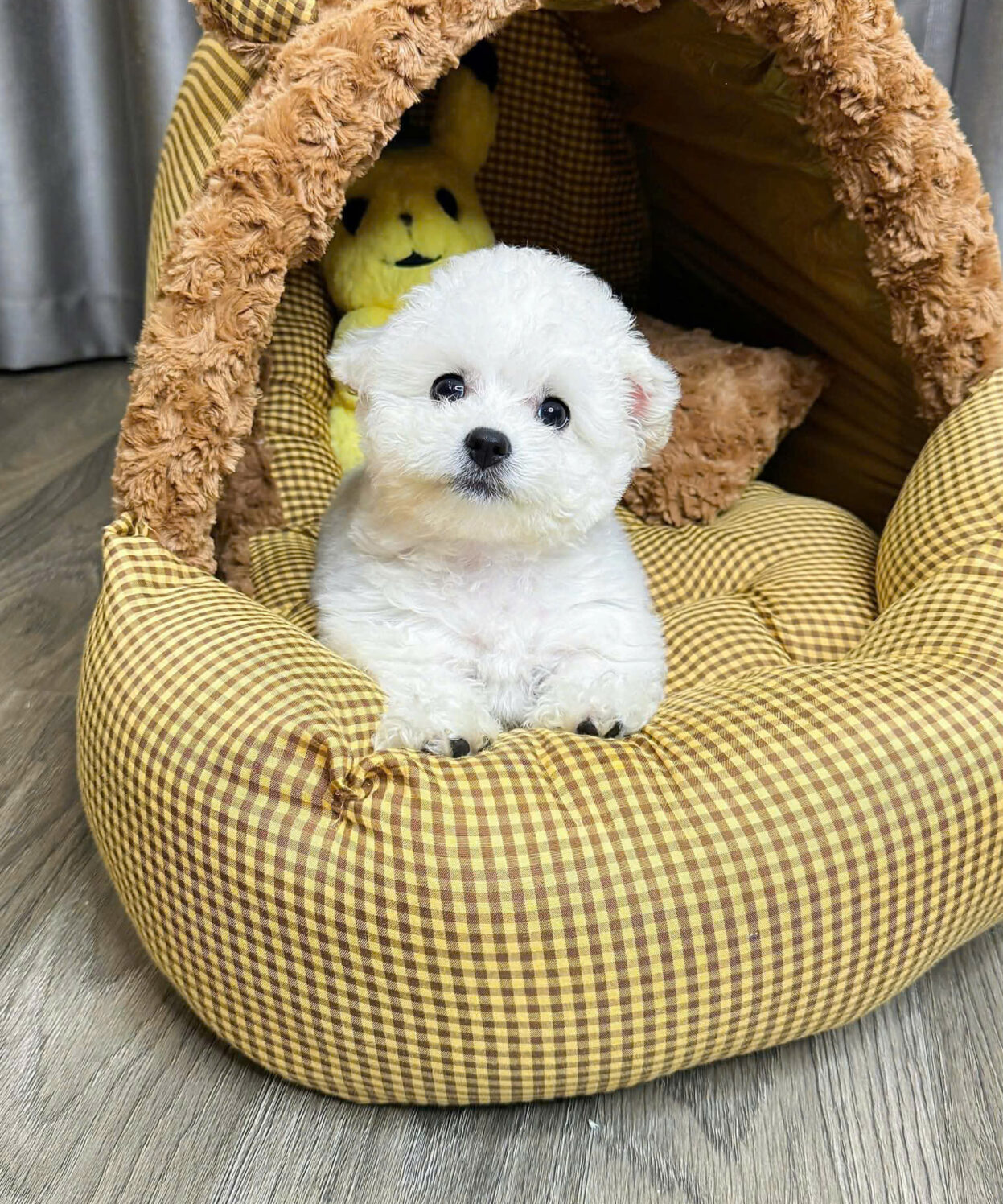 cho poodle tai gau mau trang ma PD4459