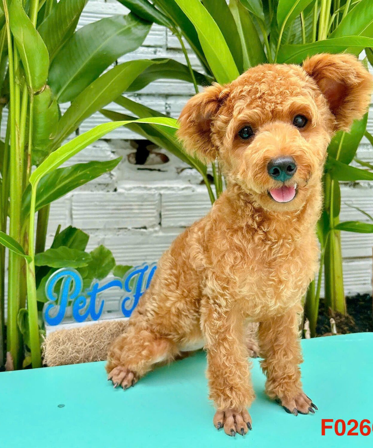 cho poodle tai gau mu nau ma PD4443