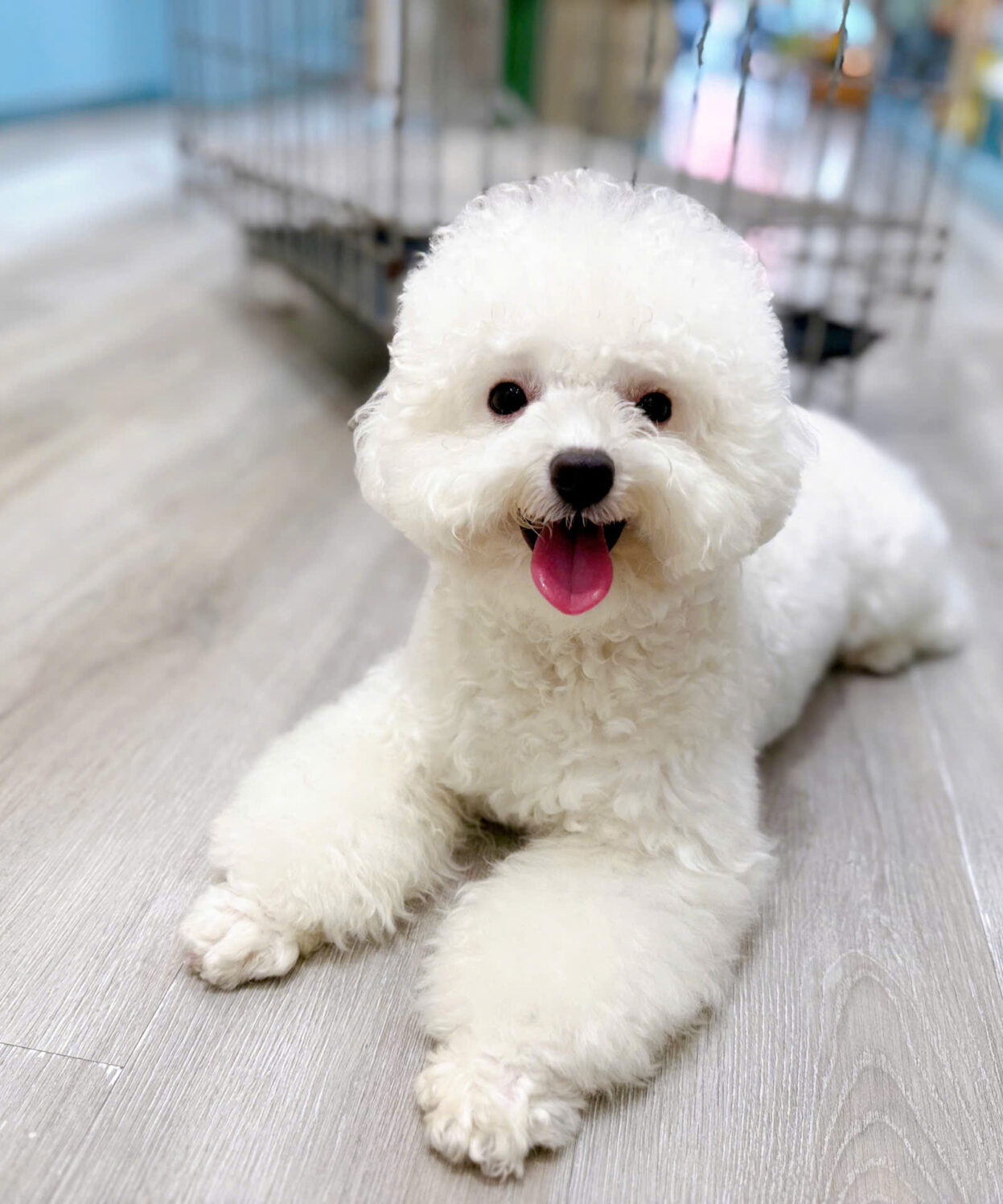 cho poodle trang truong thanh ma PD4453