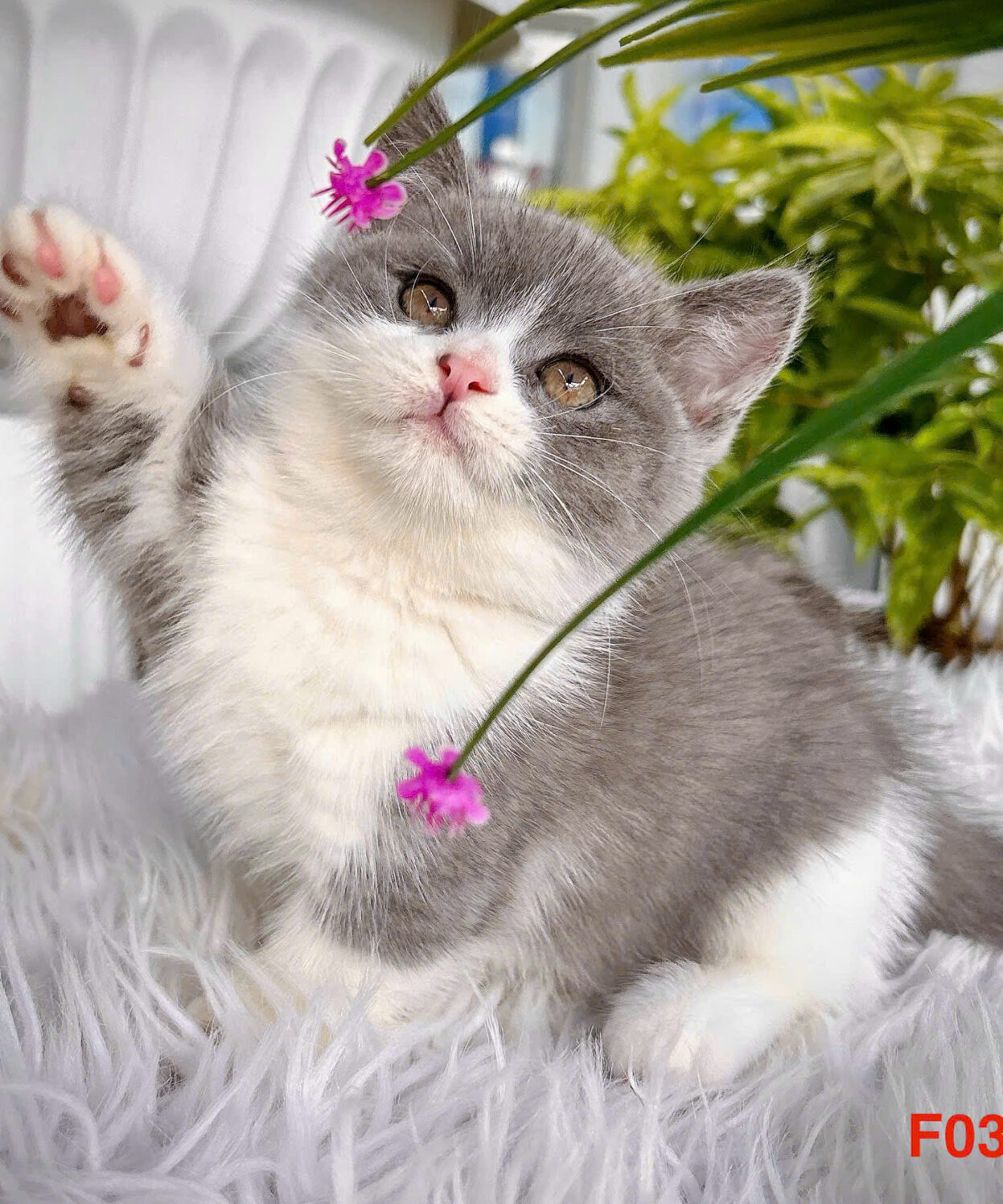 meo anh long ngan ma ALN4455