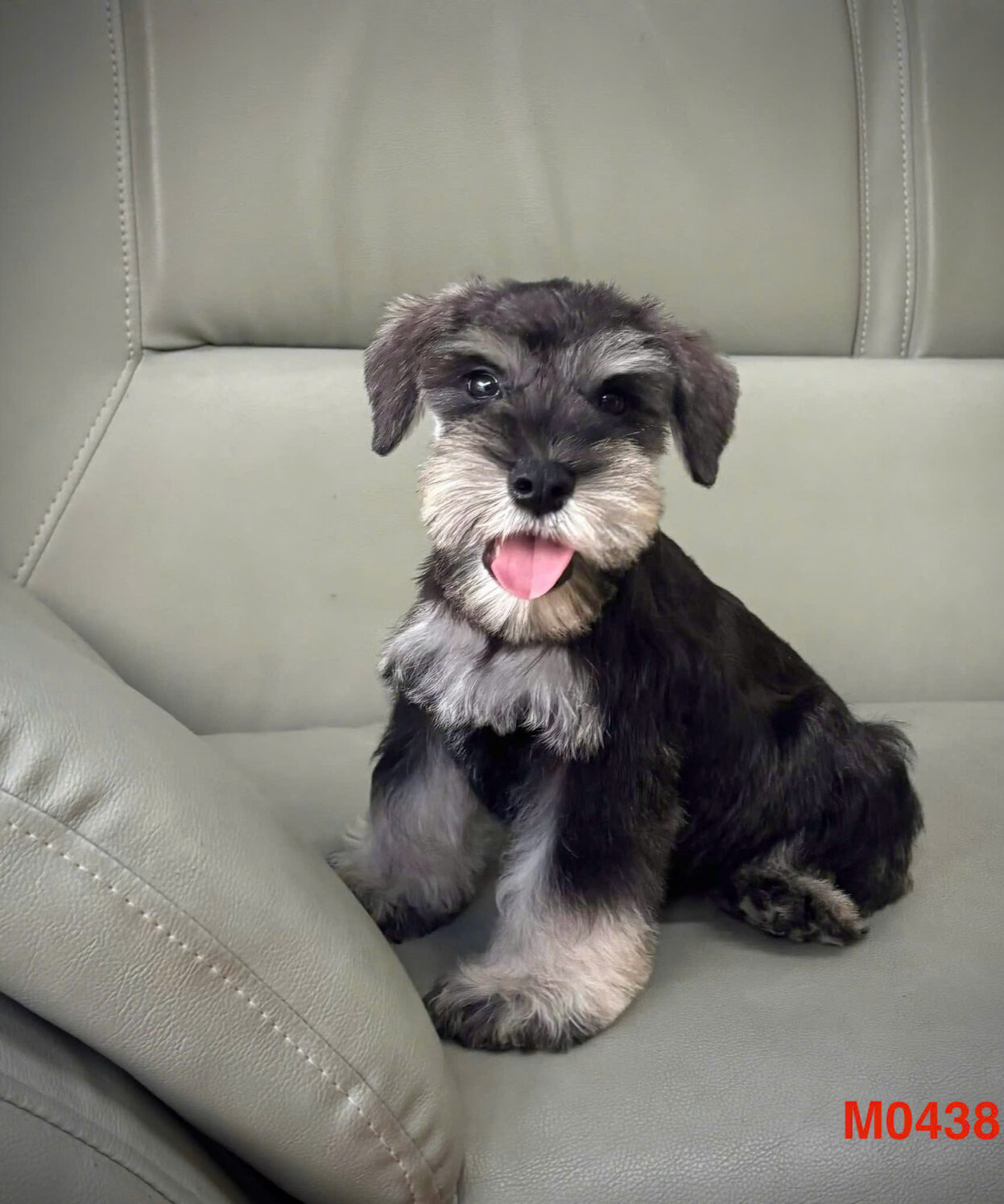 Chó ông gia Schnauzer màu xám trắng 2 tháng tuổi