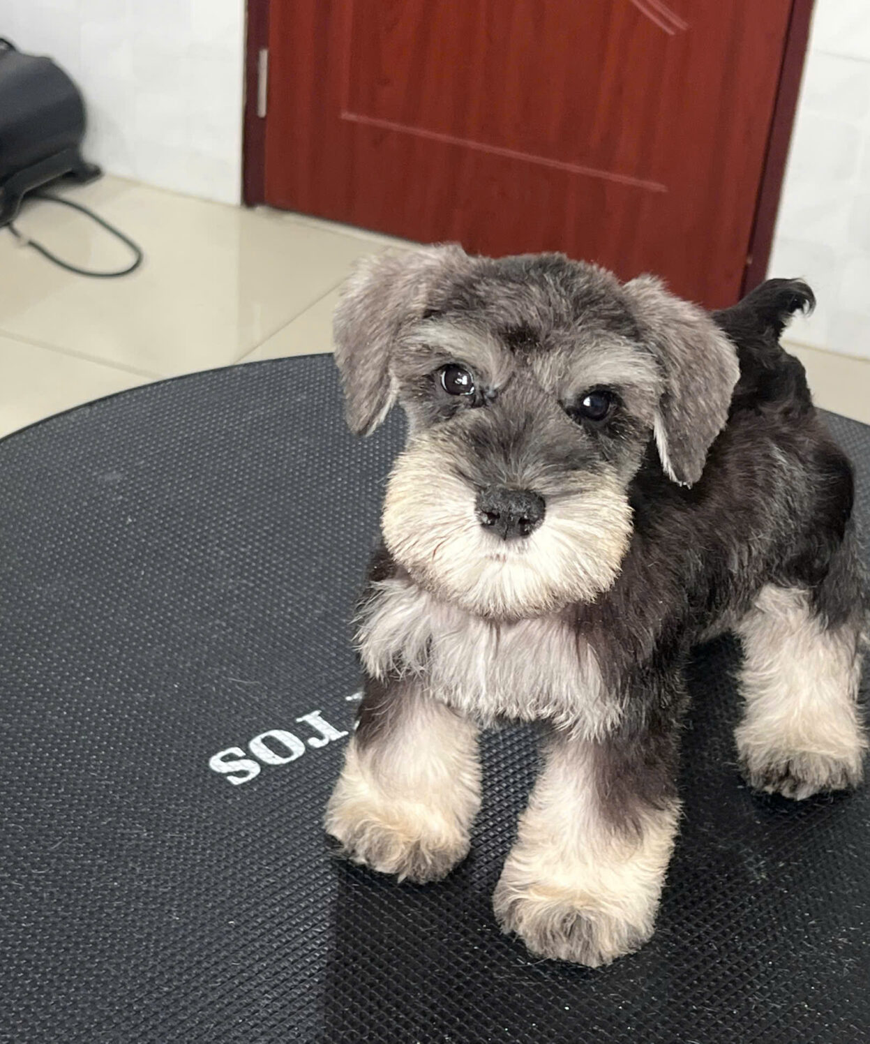 Chó ông gia Schnauzer 2 tháng tuổi màu muối tiêu