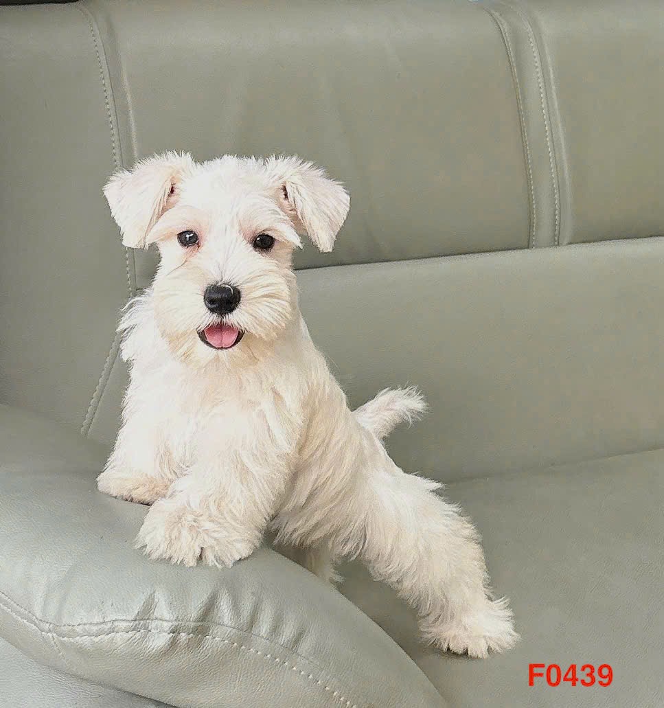 Chó ông gia Schnauzer màu trắng 2 tháng tuổi