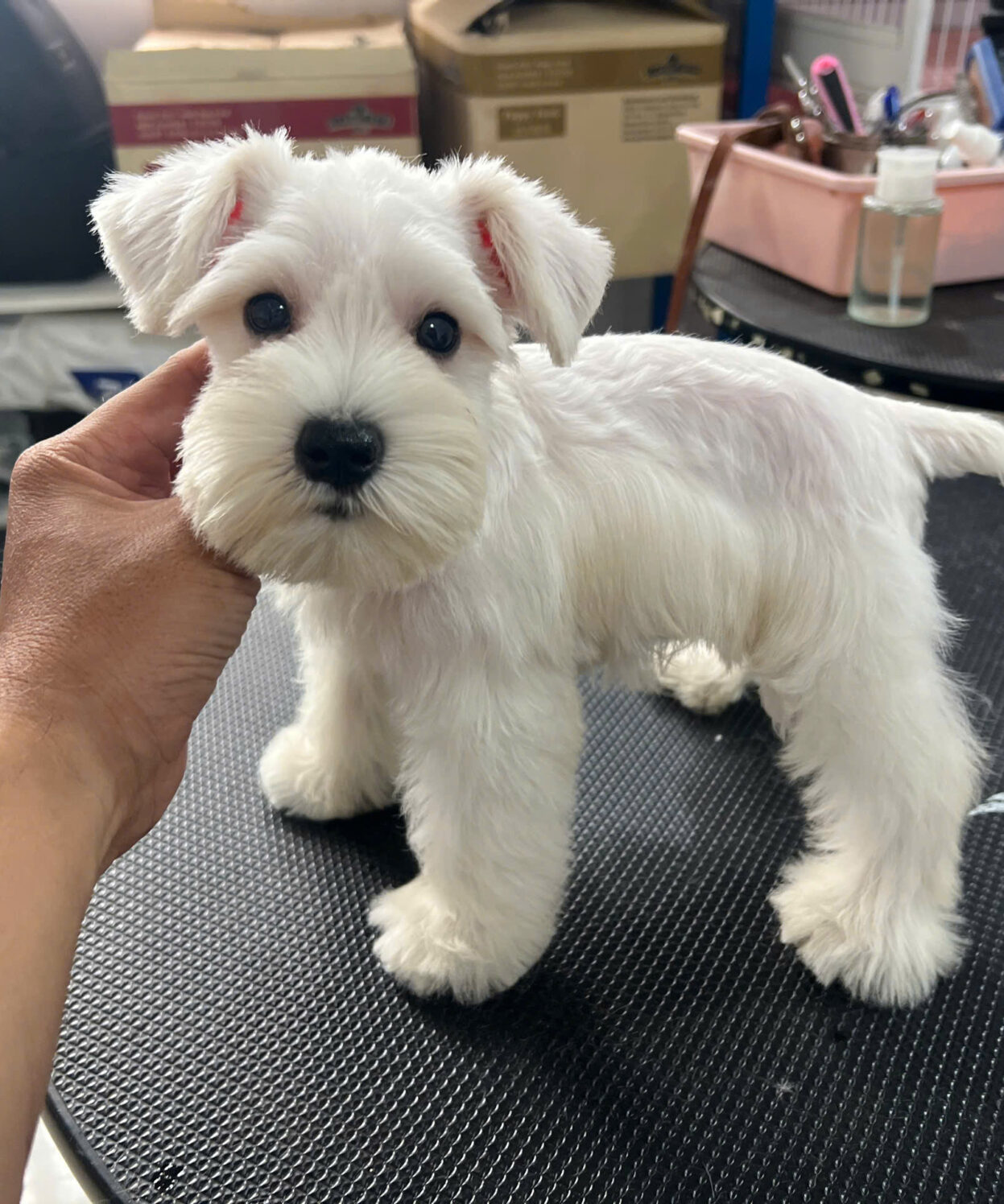 Chó Schnauzer màu trắng cái puppy