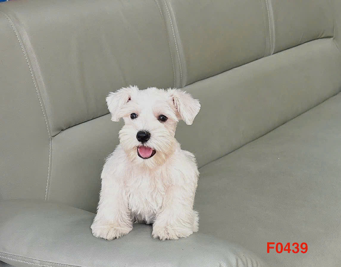 Chó ông gia Schnauzer màu trắng 2 tháng tuổi