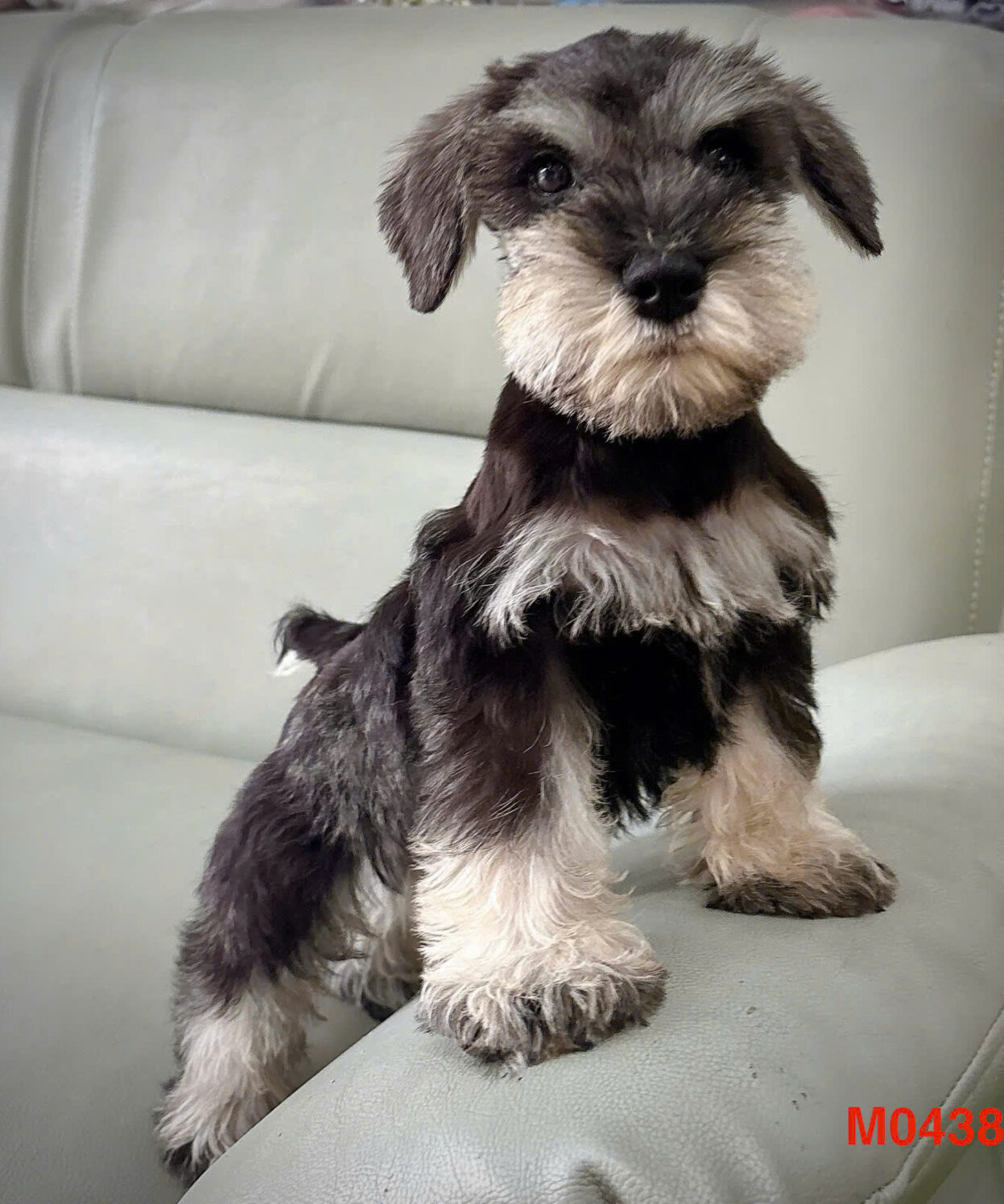 Chó ông gia Schnauzer màu xám trắng 2 tháng tuổi